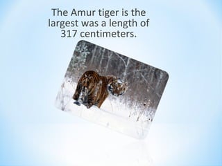 The Amur tiger is the
largest was a length of
317 centimeters.
 