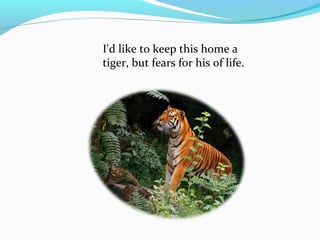 I'd like to keep this home a
tiger, but fears for his of life.
 
