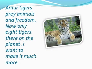 Amur tigers
prey animals
and freedom.
Now only
eight tigers
there on the
planet .I
want to
make it much
more.
 
