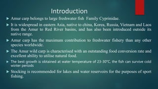 Amur carp.pptx introduction taxonomic status | PPTX