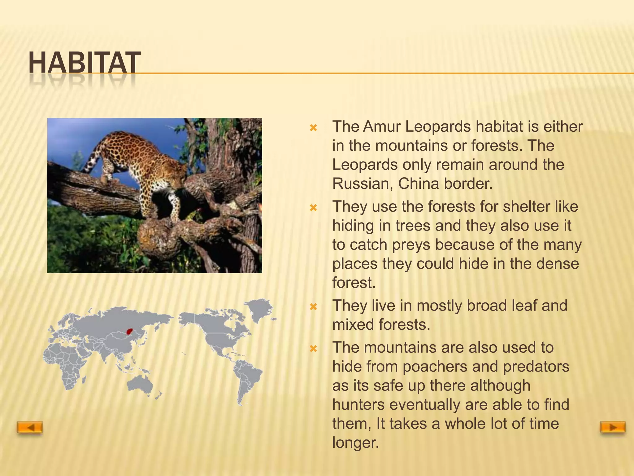 Amur leopard | PPTX