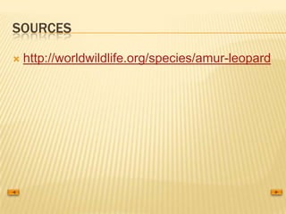 Amur leopard | PPT | Free Download