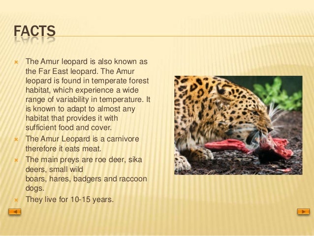 Amur leopard
