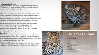 CharacteristicsThe Amur leopard has some very distinguishing features.
The hairs of its summer pelt are 2.5 cm long but in winter
they are replaced by 7 cm long ones.
Apart from its long winter coat, which is a light colour in the
winter, and more reddish-yellow in the summer, the Amur
leopard is easily told apart from other leopard subspecies by
its widely spaced rosettes with thick borders. It also has
longer legs, probably an adaptation for walking through
snow. Adult males weight around 32-48 kg, and
exceptionally large males weight up to 75 kg. Females
typically weigh 25-43 kg.
Breeding
The species breeds in spring and early summer. The litter
size ranges from 1 to 4 cubs. The cubs are weaned when
they are three months old, and leave their mother when they
are one-and-a-half to two years old.
What do they eat?
The main prey species are roe deer and sika deers, small
wild boars, along with hares, badgers and raccoon dogs.
 