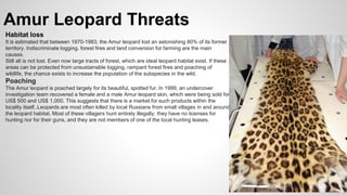 Amur Leopard Threats
Habitat loss
It is estimated that between 1970-1983, the Amur leopard lost an astonishing 80% of its former
territory. Indiscriminate logging, forest fires and land conversion for farming are the main
causes.
Still all is not lost. Even now large tracts of forest, which are ideal leopard habitat exist. If these
areas can be protected from unsustainable logging, rampant forest fires and poaching of
wildlife, the chance exists to increase the population of the subspecies in the wild.
Poaching
The Amur leopard is poached largely for its beautiful, spotted fur. In 1999, an undercover
investigation team recovered a female and a male Amur leopard skin, which were being sold for
US$ 500 and US$ 1,000. This suggests that there is a market for such products within the
locality itself..Leopards are most often killed by local Russians from small villages in and around
the leopard habitat. Most of these villagers hunt entirely illegally; they have no licenses for
hunting nor for their guns, and they are not members of one of the local hunting leases.
 