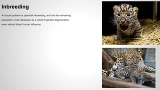 Inbreeding
An acute problem is potential inbreeding, and that the remaining
population could disappear as a result of genetic degeneration,
even without direct human influence.
 