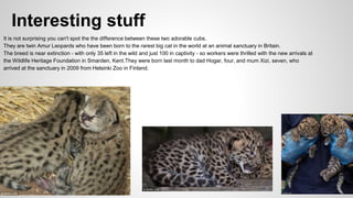 Interesting stuff
It is not surprising you can't spot the the difference between these two adorable cubs.
They are twin Amur Leopards who have been born to the rarest big cat in the world at an animal sanctuary in Britain.
The breed is near extinction - with only 35 left in the wild and just 100 in captivity - so workers were thrilled with the new arrivals at
the Wildlife Heritage Foundation in Smarden, Kent.They were born last month to dad Hogar, four, and mum Xizi, seven, who
arrived at the sanctuary in 2009 from Helsinki Zoo in Finland.
 