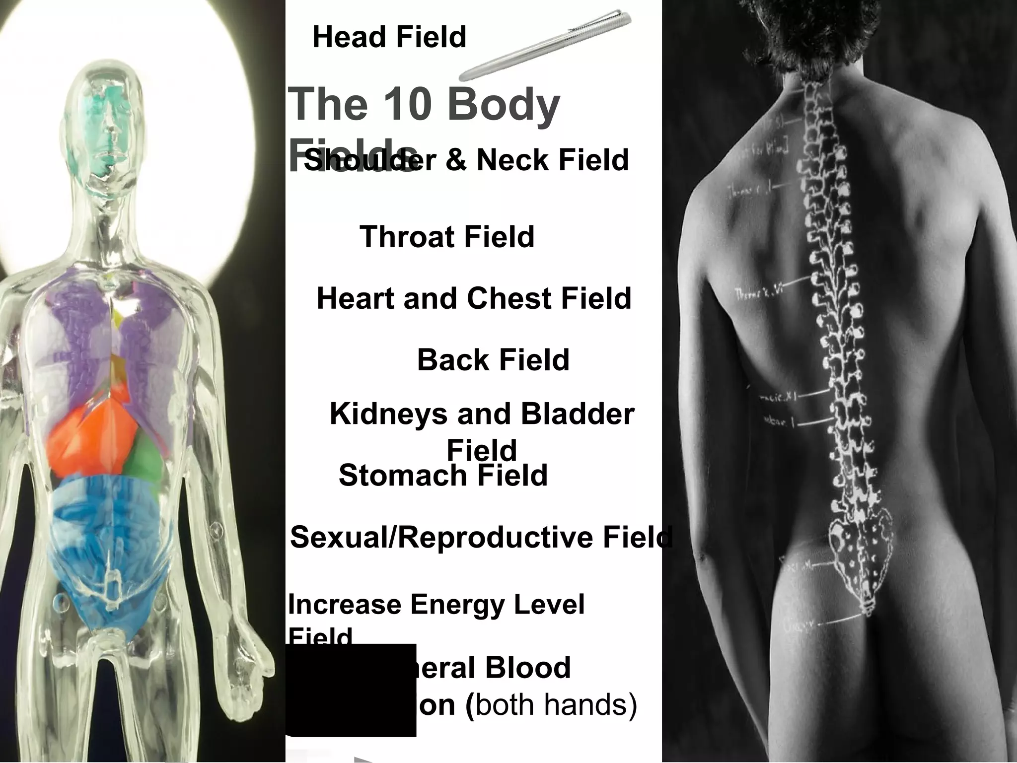 The 10 Body Fields Increase Energy Level  Field General Blood Circulation ( both hands) Head Field Throat Field Heart and Chest Field Stomach Field Sexual/Reproductive Field Shoulder & Neck Field Back Field Kidneys and Bladder Field 