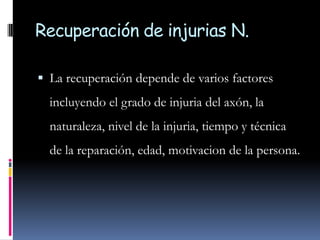 Recuperación de injurias N.<br />La recuperación depende de varios factores incluyendo el grado de injuria del axón, la na...