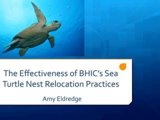 The	
  Eﬀectiveness	
  of	
  BHIC’s	
  Sea	
  
Turtle	
  Nest	
  Relocation	
  Practices	
  
Amy	
  Eldredge	
  
	
  
 