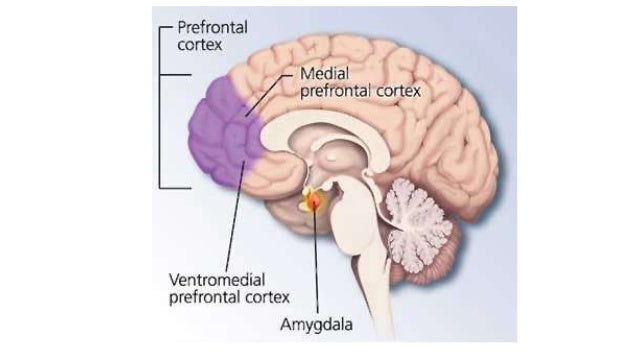 amygdala
