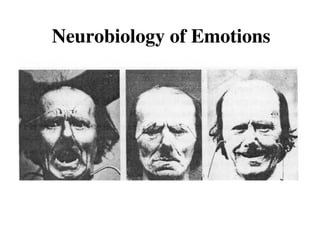 Amygdala - Role in Neurobiology of Emotions | PPT