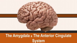 The Amygdala & The Anterior Cingulate
System
 
