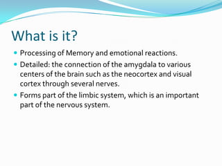 What is it?Processing of Memory and emotional reactions. Detailed: the connection of the amygdala to various centers of the brain such as the neocortex and visual cortex through several nerves.Forms part of the limbic system, which is an important part of the nervous system.  