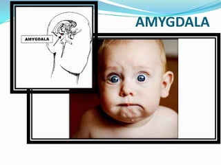 					    AMYGDALA