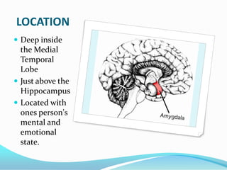 LOCATIONDeep inside the Medial Temporal Lobe