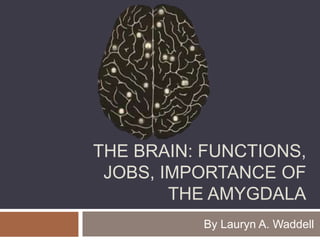 THE BRAIN: FUNCTIONS,
JOBS, IMPORTANCE OF
THE AMYGDALA
By Lauryn A. Waddell
 