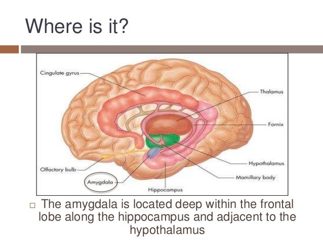 amygdala presentation