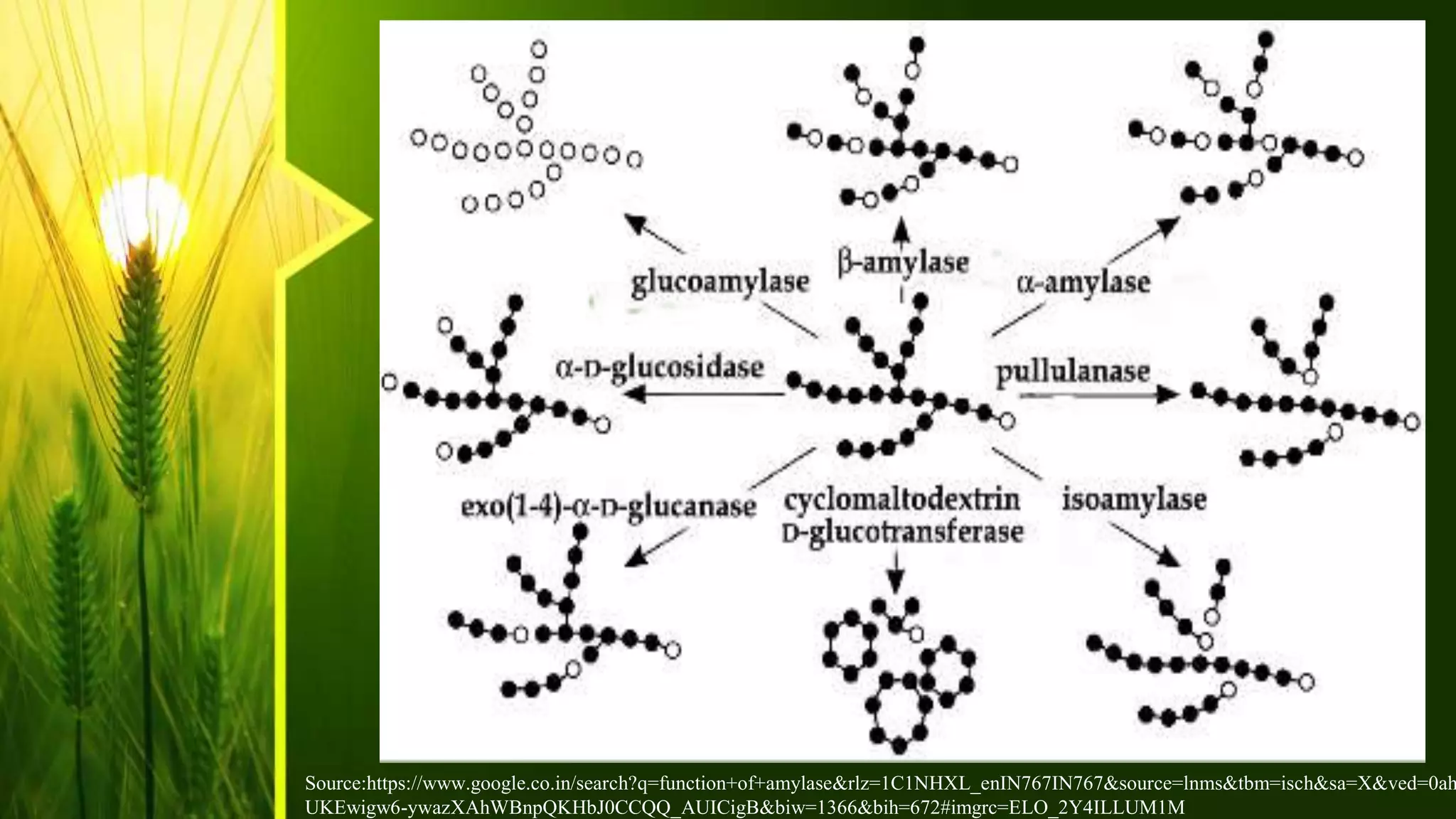 Source:https://www.google.co.in/search?q=function+of+amylase&rlz=1C1NHXL_enIN767IN767&source=lnms&tbm=isch&sa=X&ved=0ah
UKEwigw6-ywazXAhWBnpQKHbJ0CCQQ_AUICigB&biw=1366&bih=672#imgrc=ELO_2Y4ILLUM1M
 