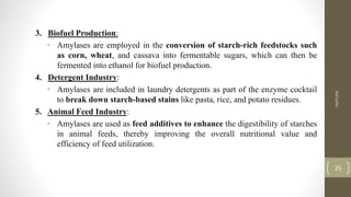 3. Biofuel Production:
• Amylases are employed in the conversion of starch-rich feedstocks such
as corn, wheat, and cassava into fermentable sugars, which can then be
fermented into ethanol for biofuel production.
4. Detergent Industry:
• Amylases are included in laundry detergents as part of the enzyme cocktail
to break down starch-based stains like pasta, rice, and potato residues.
5. Animal Feed Industry:
• Amylases are used as feed additives to enhance the digestibility of starches
in animal feeds, thereby improving the overall nutritional value and
efficiency of feed utilization.
AMYLASE
25
 