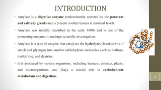 INTRODUCTION
• Amylase is a digestive enzyme predominantly secreted by the pancreas
and salivary glands and is present in other tissues at minimal levels.
• Amylase was initially described in the early 1800s and is one of the
pioneering enzymes to undergo scientific investigation.
• Amylase is a type of enzyme that catalyzes the hydrolysis (breakdown) of
starch and glycogen into smaller carbohydrate molecules such as maltose,
maltotriose, and dextrins.
• It is produced by various organisms, including humans, animals, plants,
and microorganisms, and plays a crucial role in carbohydrate
metabolism and digestion.
AMYLASE
3
 