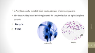 • α-Amylase can be isolated from plants, animals or microorganisms.
• The most widely used microorganisms for the production of alpha-amylase
include
1. Bacteria
2. Fungi.
AMYLASE
9
Bacillus
aspergillus
 