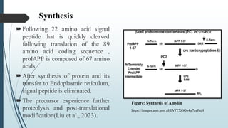 Synthesis
Following 22 amino acid signal
peptide that is quickly cleaved
following translation of the 89
amino acid coding sequence ,
proIAPP is composed of 67 amino
acids.
After synthesis of protein and its
transfer to Endoplasmic reticulum,
signal peptide is eliminated.
The precursor experience further
proteolysis and post-translational
modification(Liu et al., 2023).
Figure: Synthesis of Amylin
https://images.app.goo.gl/LVfTXGQz4g7eeFuj8
 