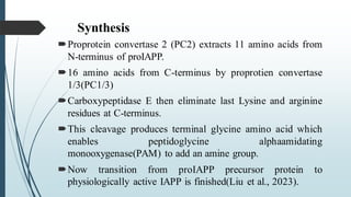 Synthesis
Proprotein convertase 2 (PC2) extracts 11 amino acids from
N-terminus of proIAPP.
16 amino acids from C-terminus by proprotien convertase
1/3(PC1/3)
Carboxypeptidase E then eliminate last Lysine and arginine
residues at C-terminus.
This cleavage produces terminal glycine amino acid which
enables peptidoglycine alphaamidating
monooxygenase(PAM) to add an amine group.
Now transition from proIAPP precursor protein to
physiologically active IAPP is finished(Liu et al., 2023).
 