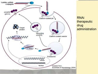 Amyloid induction and inhibition | PPTX