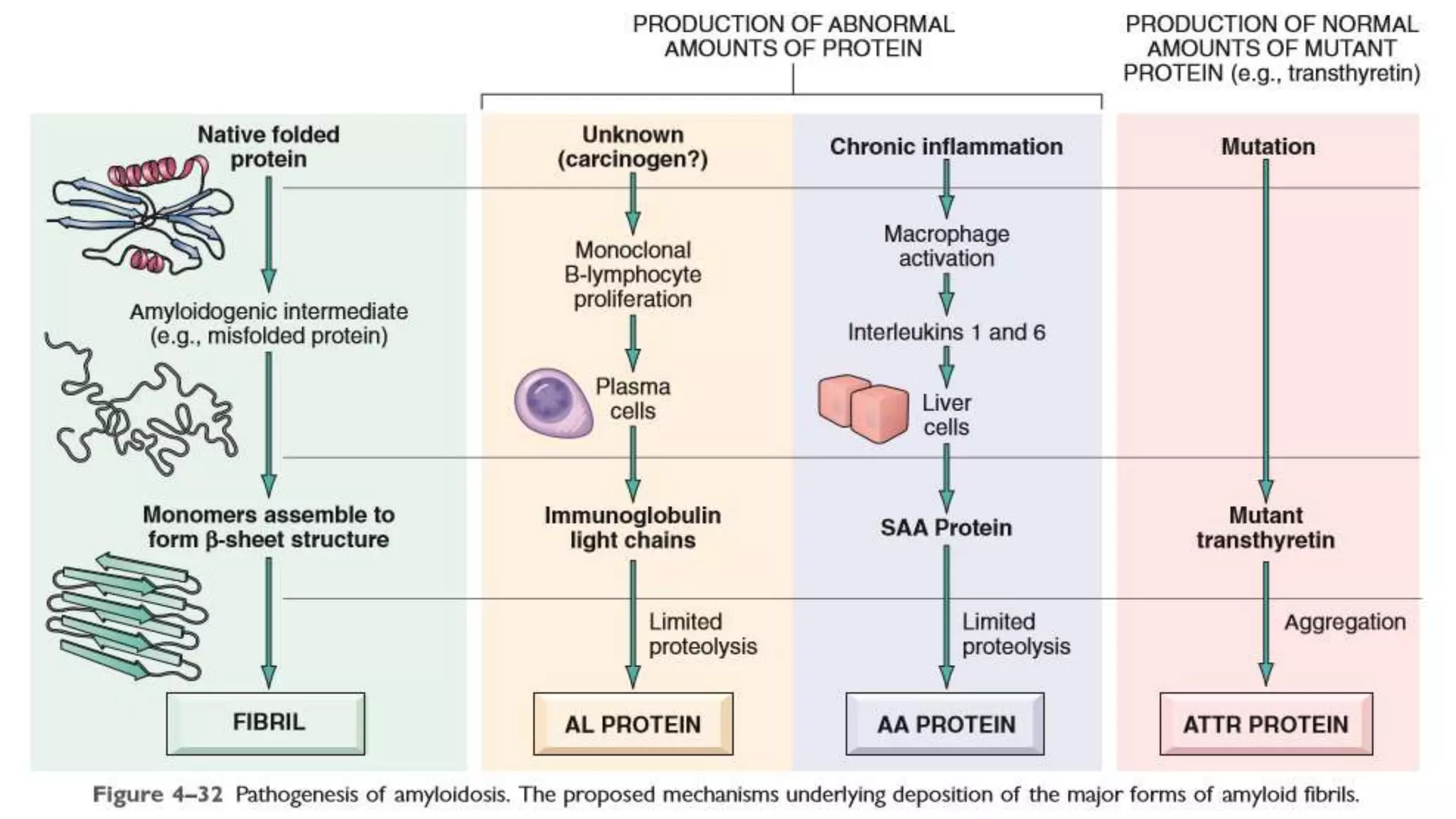 Amyloidosis | PPTX | Blood Disorders | Diseases and Conditions