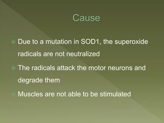  Due to a mutation in SOD1, the superoxide
radicals are not neutralized
 The radicals attack the motor neurons and
degrade them
 Muscles are not able to be stimulated
 