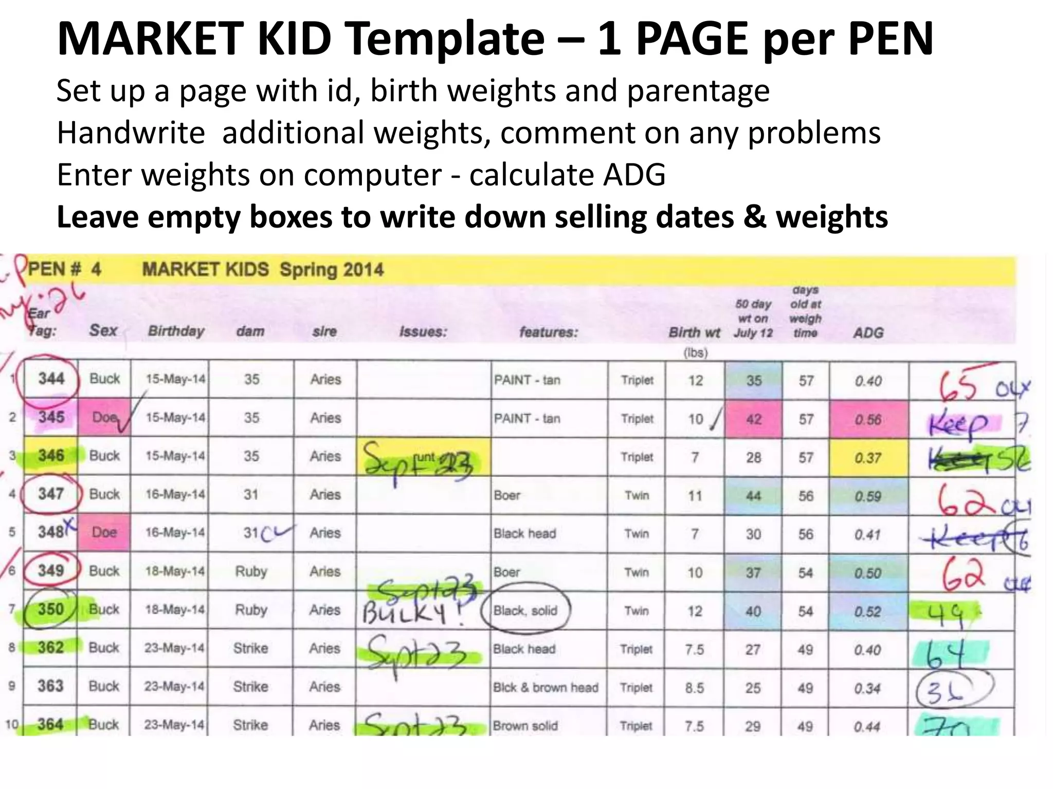 MARKET KID Template – 1 PAGE per PEN
Set up a page with id, birth weights and parentage
Handwrite additional weights, comment on any problems
Enter weights on computer - calculate ADG
Leave empty boxes to write down selling dates & weights
 