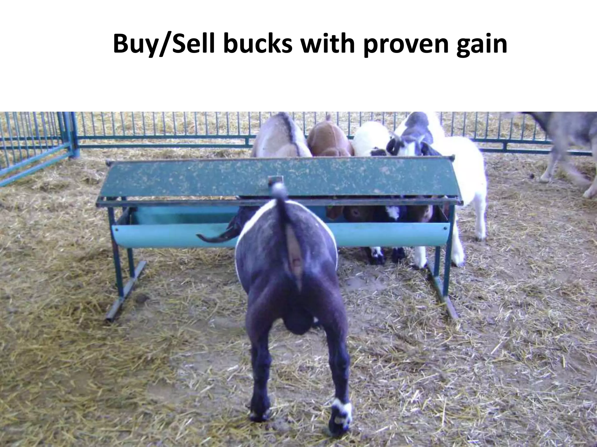 Breeding Stock
Buy/Sell bucks with proven gain
 