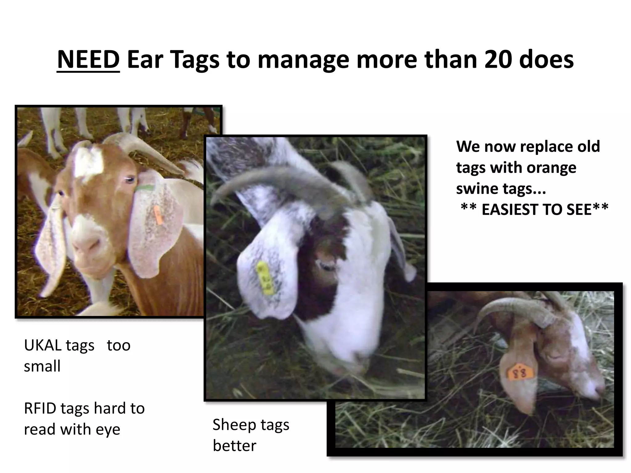 NEED Ear Tags to manage more than 20 does
Sheep tags
better
UKAL tags too
small
RFID tags hard to
read with eye
We now replace old
tags with orange
swine tags...
** EASIEST TO SEE**
 