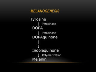 Tyrosine
↓ Tyrosinase
DOPA
↓ Tyrosinase
DOPAquinone
↓
↓
Indolequinone
↓ Polymerization
Melanin
MELANOGENESIS
 