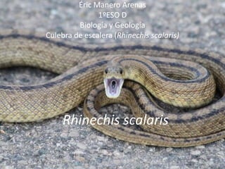 Éric Manero Arenas
1ºESO D
Biología y Geología
Culebra de escalera (Rhinechis scalaris)
Rhinechis scalaris
 