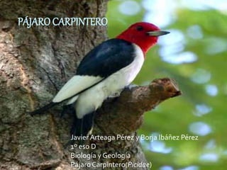 PÁJARO CARPINTERO
Javier Arteaga Pérez y Borja Ibáñez Pérez
1º eso D
Biología y Geología
Pájaro Carpintero(Picidae)
 