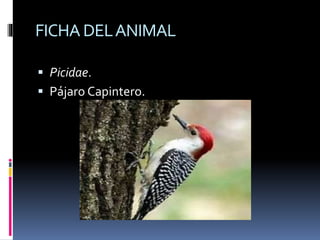 FICHA DELANIMAL
 Picidae.
 Pájaro Capintero.
 