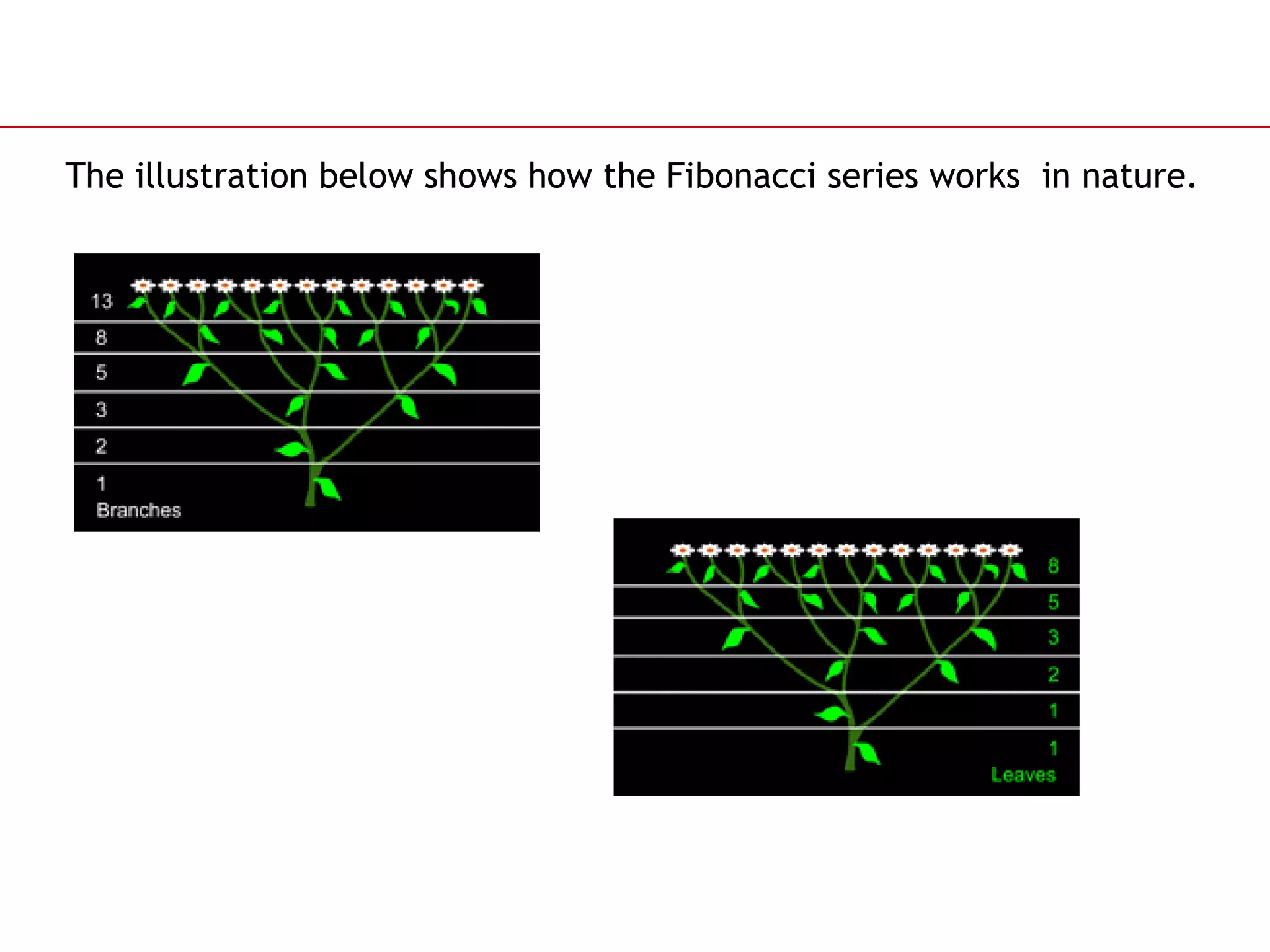The illustration below shows how the Fibonacci series works  in nature. 