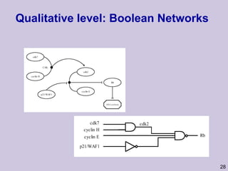 Qualitative level: Boolean Networks  