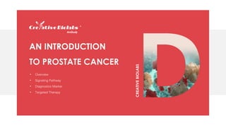 • Overview
• Signaling Pathway
• Diagnostics Marker
• Targeted Therapy
AN INTRODUCTION
TO PROSTATE CANCER
CREATIVEBIOLABS
 
