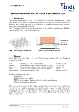 Application Note 05
_________________________________________________________________________________________________________________
Application Note 05
© ibidi GmbH, Version 1.2, February 07 2018 Page 1 of 6
Tube Formation Assays With the µ-Plate Angiogenesis 96 Well
1. Introduction
The proven well-in-a-well format of the µ-Slide Angiogenesis is also available in a 96
well version. The special geometry provides a meniscus-free surface consisting of
both gel and overlaid medium, which allows for high quality phase contrast imaging,
and a homogeneous cell distribution.
This Application Note describes the handling of the µ-Plate Angiogenesis 96 Well
with MatrigelTM
and a multichannel pipette.
2. Material
For a Tube Formation Assay with the µ-Plate Angiogenesis 96 Well, the following
material is needed:
Cells: HUVEC (PromoCell, C-12200, C-12203) 1 x 104 per well
Medium: Endothelial Cell Growth Medium (PromoCell, C-22010) 70 µl per well
Gel matrix: Corning®
Matrigel®
Growth Factor Reduced, (#356231) 10 µl per well
Plate: µ-Plate Angiogenesis 96 Well, ibiTreat (ibidi, 89646) 1 plate
Detach reagent: Accutase (PromoCell, C-41310) 8 ml per T75 flask
Further required equipment:
- Scale paper
- Cooling rack or crushed ice
- PCR stripe to prepare 8 aliquots for the multi-channel pipette
- Multi-channel pipette with tips
Please note: The volume of the medium and gel that is mentioned above is for one
well only. You need to calculate the total amount of your required volume by
multiplying it with the number of wells that will be used. Also, pipetting with the
multi-channel pipette will require some additional liquid to ensure the correct uptake
for all of the wells.
Fig.1: µ-Plate Angiogenesis 96 Well Fig.2: Cross section of a single well
 