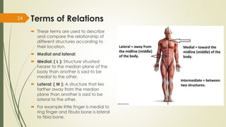 AN 1.1 introduction anatomical terminology-Dr.Gosai | PDF