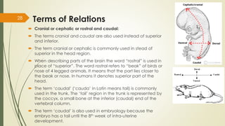 AN 1.1 introduction anatomical terminology-Dr.Gosai | PDF