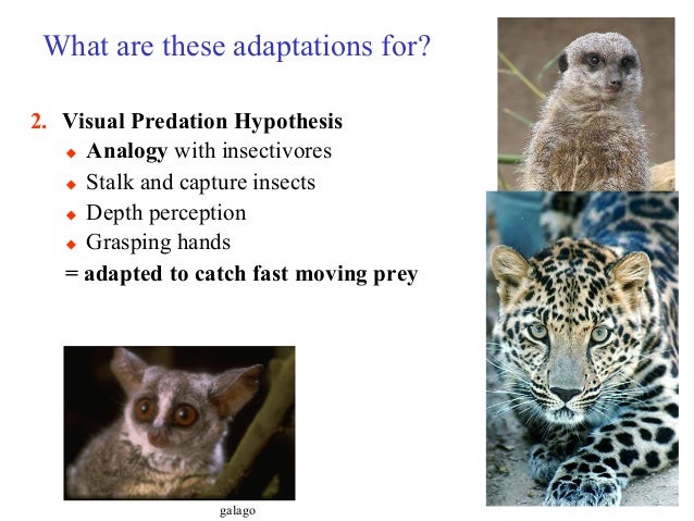 An101 lecture 3 4 fall 15 primates1 (1)