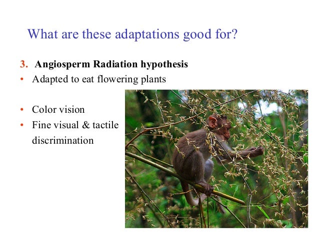 An101 lecture 3 4 fall 15 primates1 (1)