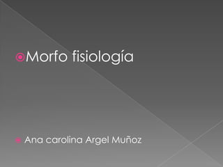 Morfo fisiología Ana carolina Argel Muñoz 