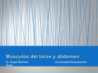 Dr. Ángel Martínez 			Universidad Mexicana Del Norte Músculos del tórax y abdomen 