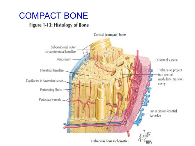 Anatomy of bone & fracture healing related to orthopaedics.
