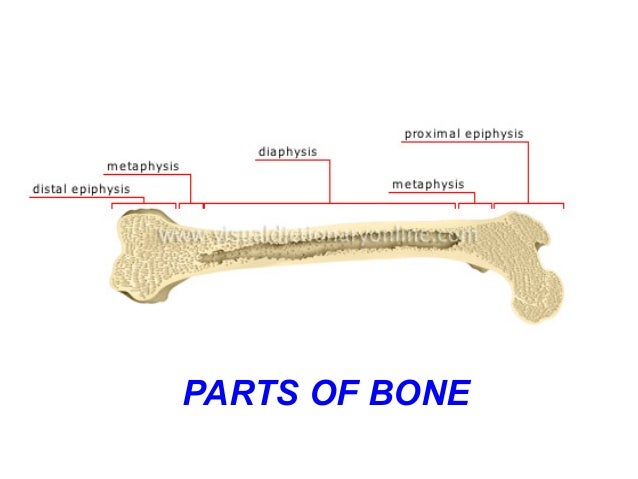 parts bone of of bone related to orthopaedics. healing & Anatomy fracture